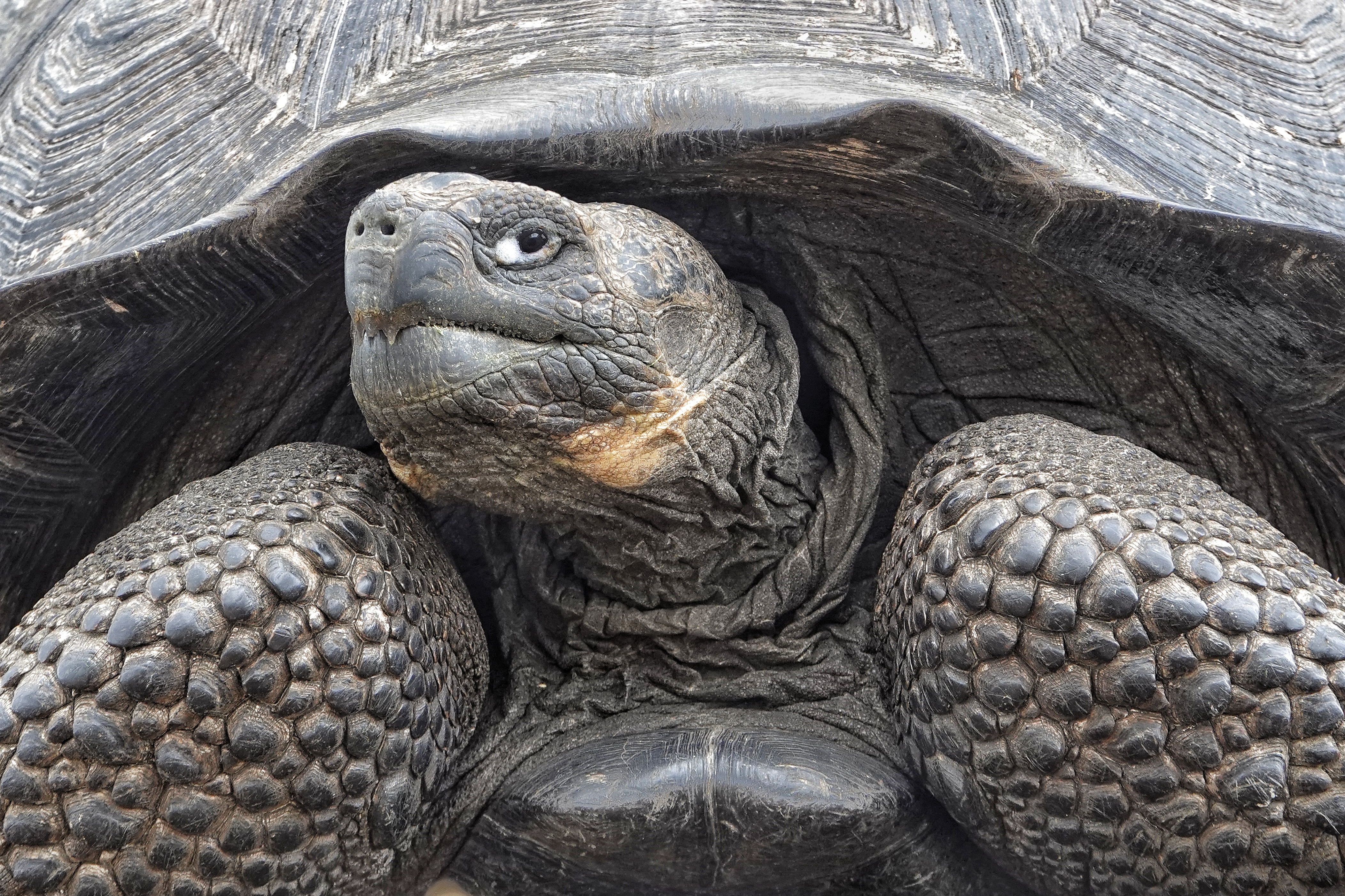 Tortue géante